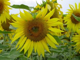 Helianthus anuus